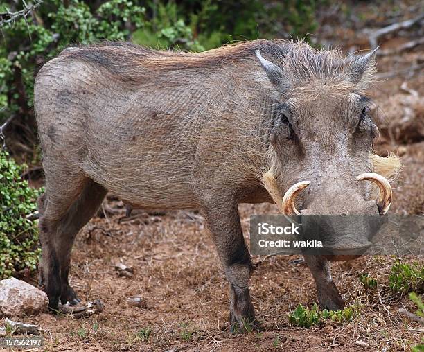 Wild Boar In Nature Africa Wild Boar Africa Stock Photo - Download Image  Now - Wild Boar, Boar Meat, Domestic Pig - iStock
