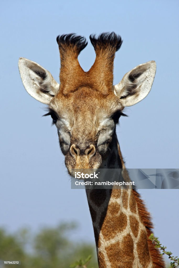 giraffe - Lizenzfrei Giraffe Stock-Foto