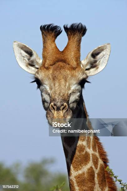 Photo libre de droit de Girafe banque d'images et plus d'images libres de droit de Girafe - Girafe, Cornu, Afrique