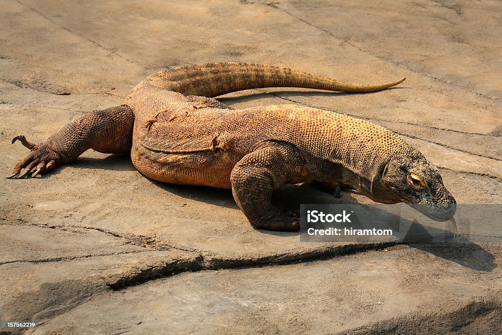 Komodo Dragon Lizard Stock Photo - Download Image Now - Komodo Dragon,  Animal Mouth, Animal Scale - iStock