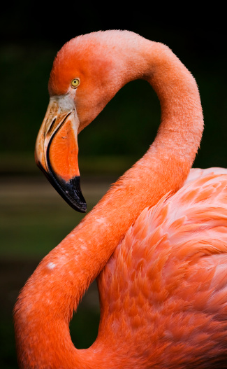 A flamingo face and neck with black background