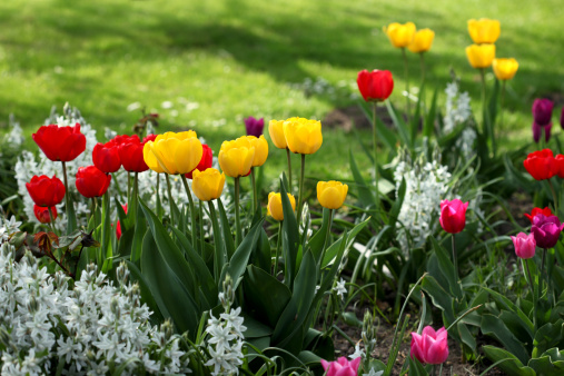 Flower bed with tulips and viola tricolor