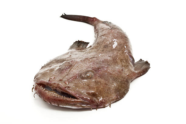 raw rana pescatrice - anglerfish foto e immagini stock