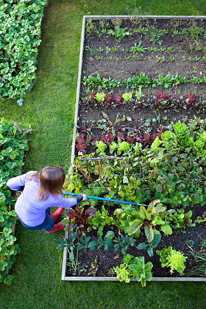 jardinagem mulher arrancando ervas daninhas horta - flowerbed aerial - fotografias e filmes do acervo