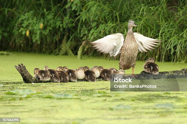Mutter Ente Vor Über Zehn Ducklings Sitzt Auf Einem Baumstamm Stockfoto und mehr Bilder von Mutter