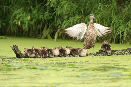 Mother mallard duck flapping her wings and showing off her family of ten ducklings resting on a log. This would make a great family or team metaphor.