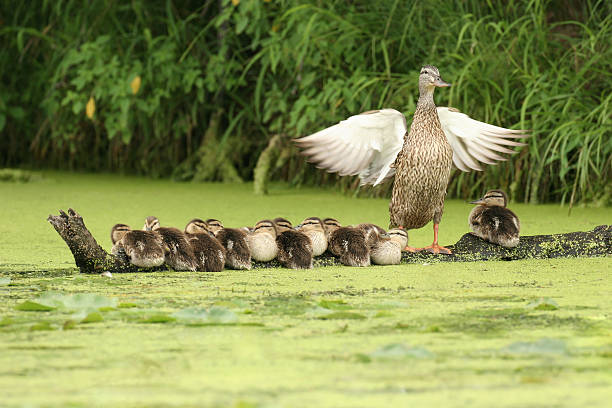 Mother Duck Watching Over Ten Ducklings Sitting on a Log Mother mallard duck flapping her wings and showing off her family of ten ducklings resting on a log. This would make a great family or team metaphor. duck family stock pictures, royalty-free photos & images