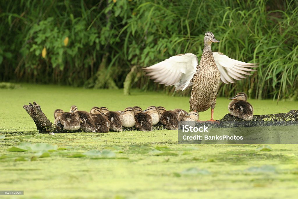 Мать Duck наблюдение за десять утки, сидящая на журнал - Стоковые фото Мать роялти-фри