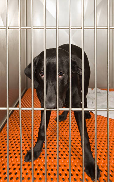 nero laboratorio in una cuccia attesa di approvazione - dog black labrador retriever animal nose foto e immagini stock