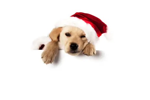 Christmas Puppy Pictures | Download Free Images on Unsplash