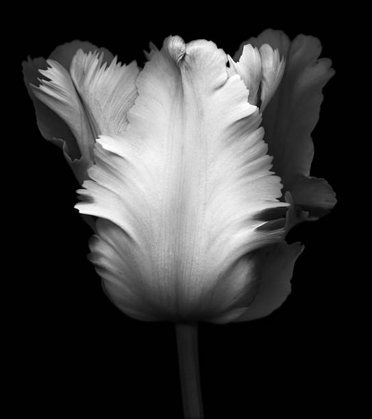 schwarz-weiß-bild von einem tulip - tulpe fotos stock-fotos und bilder