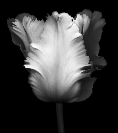 Black and White Image of a tulip against a black background.  Background is solid black so that the image can be extended for copy space.