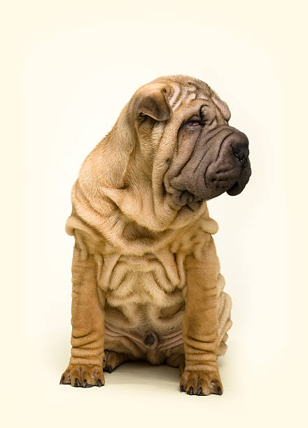 Sharpei Sharpei, funny dog with lot of skin. mini shar pei puppies stock pictures, royalty-free photos & images