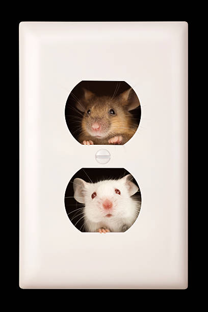Cramped Personal Space; Mice Living in Electrical Outlet. The outlet is isolated on black with clipping path.