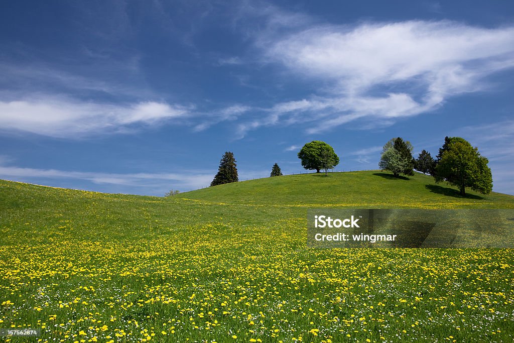 spring meadow de baviera - Foto de stock de Abierto libre de derechos