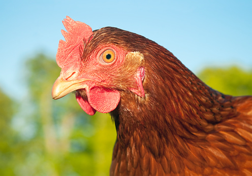 The head of a red rooster with a large red comb looks to the left