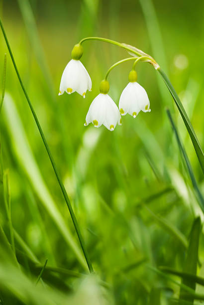 istock Summer Snowflake flowers - X 157562896