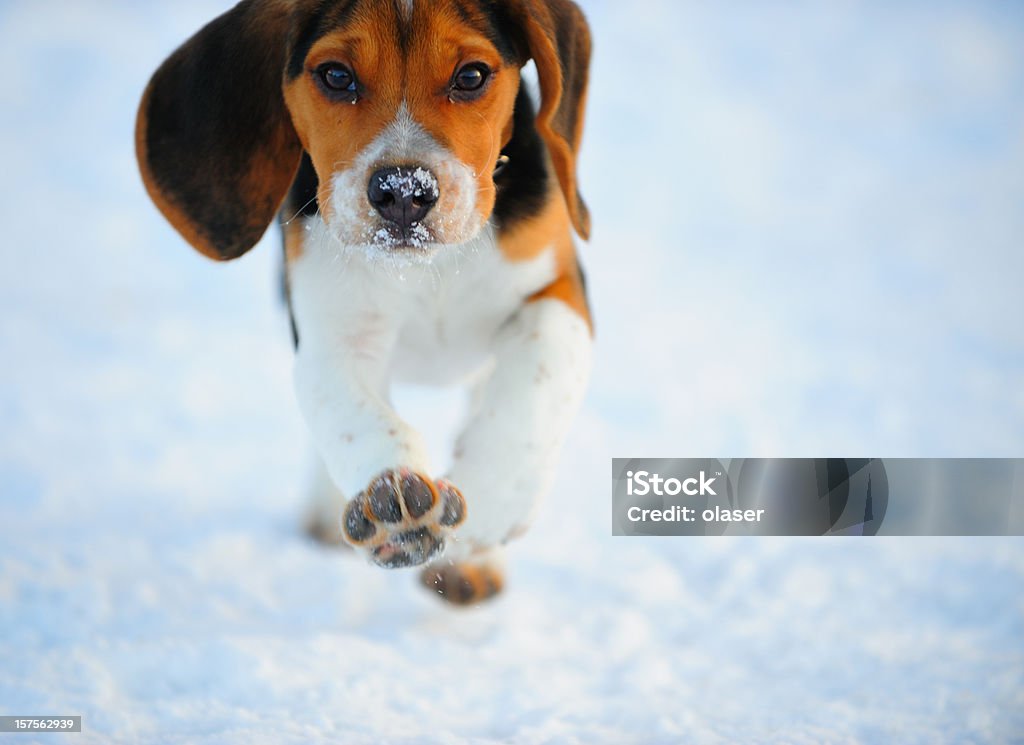 Chiot beagle de course dans la neige - Photo de Chien libre de droits