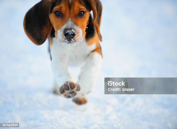 Photo libre de droit de Chiot Beagle De Course Dans La Neige banque d'images et plus d'images libres de droit de Chien - Chien, Neige, S'amuser