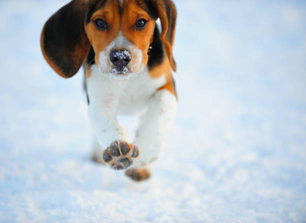 Close up of dog with snow on nose running at full speed against camera. Low sun. Motion blur. Copy space.