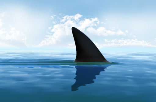 Aleta de tiburón por encima del agua. XXXL tamaño photo