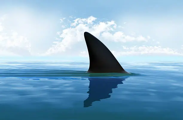 Photo of Shark fin above water. XXXL size