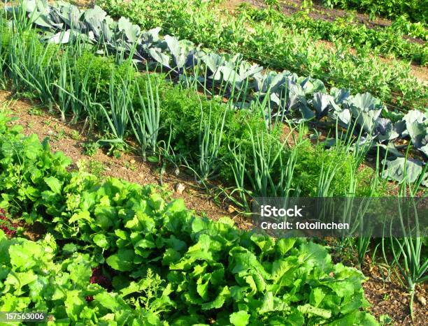 Big Gemüsegarten Stockfoto und mehr Bilder von Feld - Feld, Gemüsegarten, Möhre