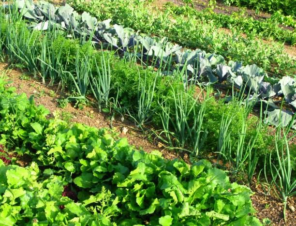 Big vegetable garden