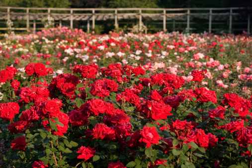 Thousands of roses in a formal rose garden.