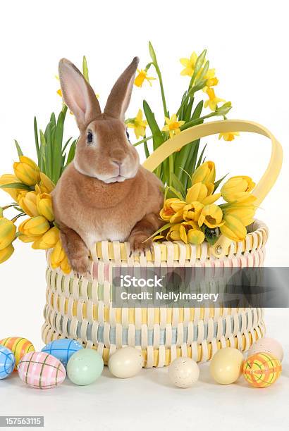 Bunny In Un Cestino - Fotografie stock e altre immagini di Cesto pasquale - Cesto pasquale, Coniglietto di Pasqua, Tulipano