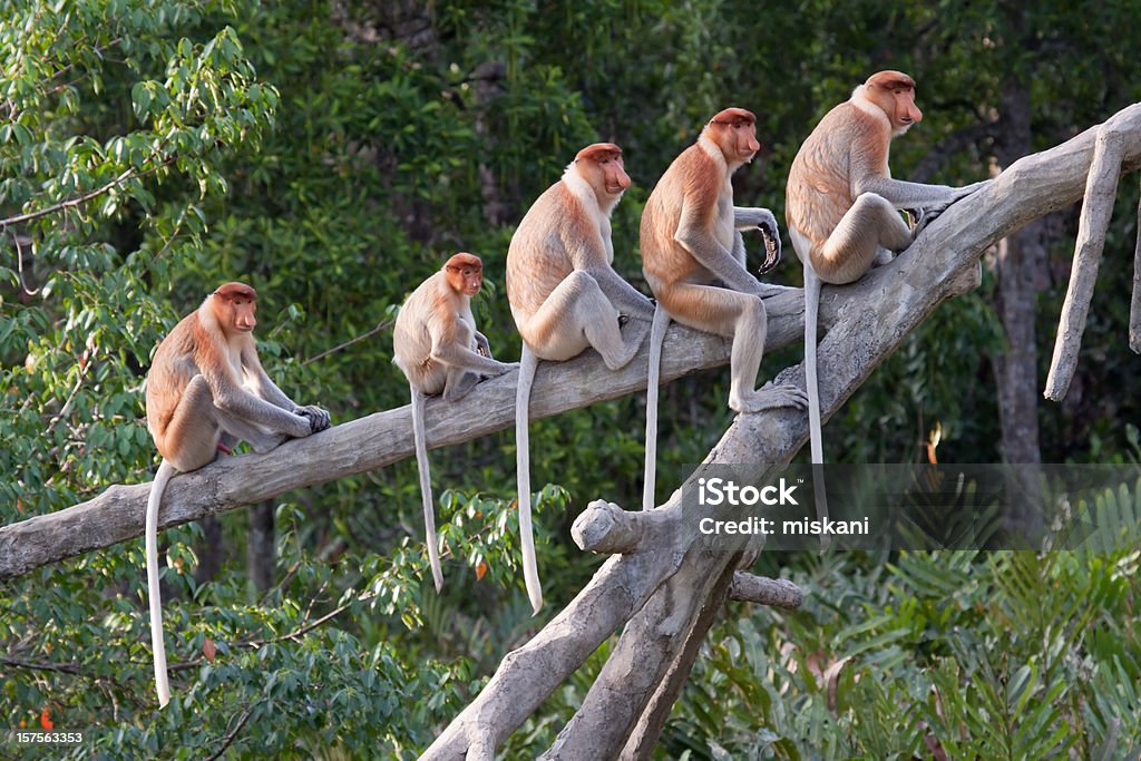 Proboscis monkeys in a row  Proboscis Monkey Stock Photo