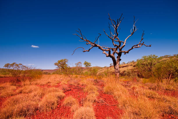 outback western australia-árbol en parque nacional karijini - northern territory fotografías e imágenes de stock