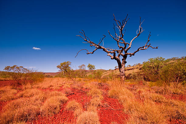 outback australia occidentale-albero nel parco nazionale di karijini - outback foto e immagini stock