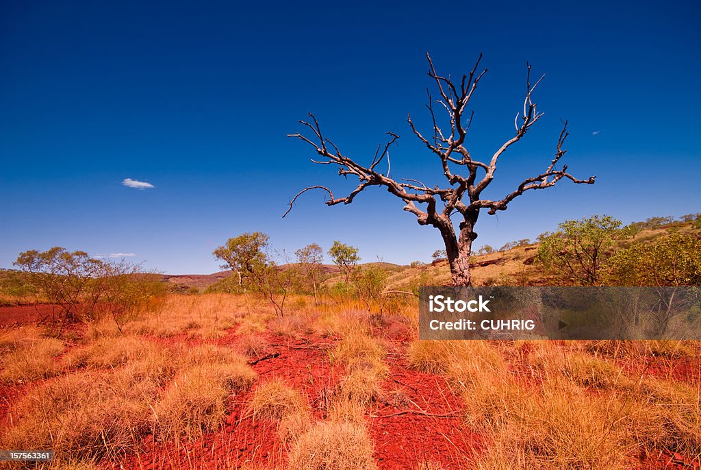 Outback Western Australia - Tree in Karijini National Park  Outback Stock Photo