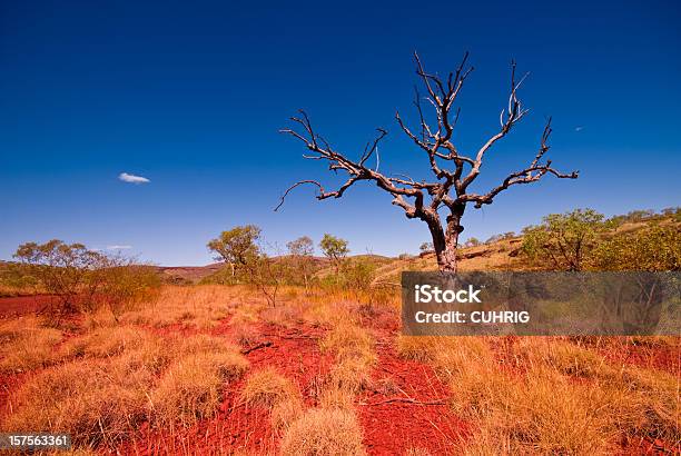 Outback Western Australia Tree In Karijini National Park Stock Photo - Download Image Now
