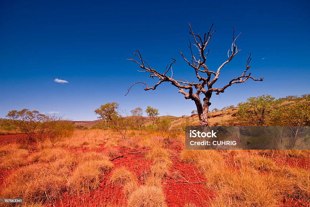 Australijski Outback Western Australia-Tree w Karijini National Park - Zbiór zdjęć royalty-free (Australijski Outback)