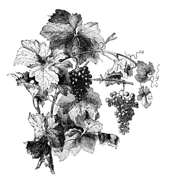 ilustraciones, imágenes clip art, dibujos animados e iconos de stock de grabado de vino, uvas con leafes - leafes