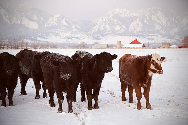 Herd of Cows in Snow stock photo