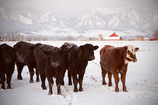 manada de vacas na neve - winter agriculture ranch field - fotografias e filmes do acervo