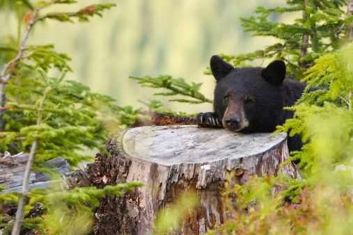 A Black Bear taking a nap in a tree while it’s raining.