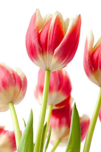 tulipán - interflora fotografías e imágenes de stock