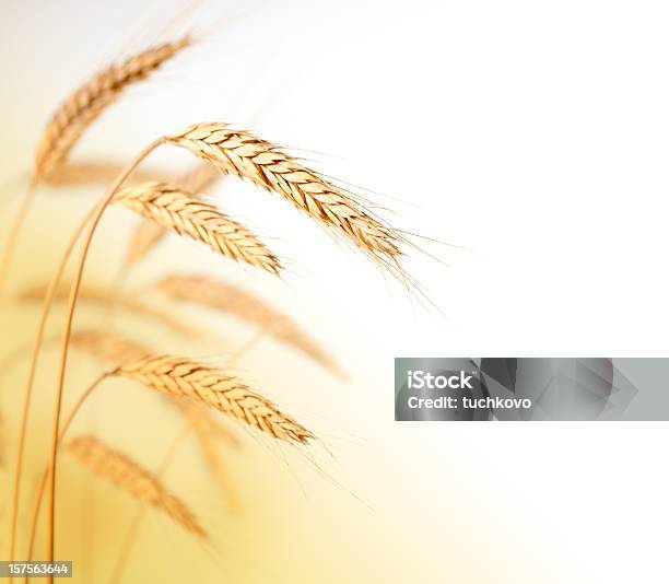 Wheat Stock Photo - Download Image Now - Spelt, Bread, Agricultural Field