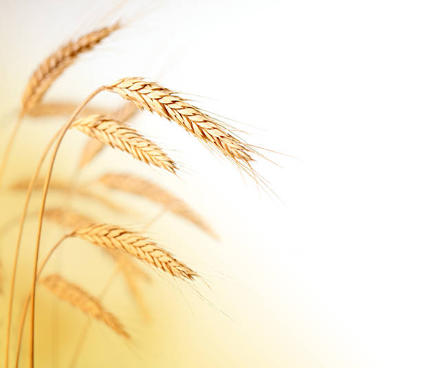 пшеница - homegrown produce wheat organic crop стоковые фото и изображения