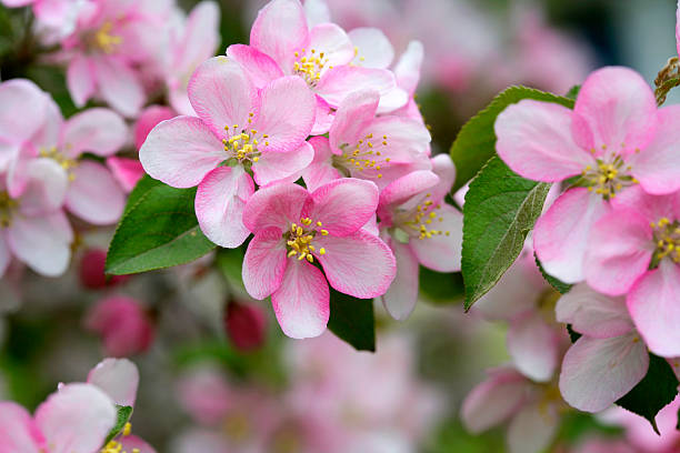 apple blossom - apfelbluete stock-fotos und bilder