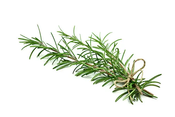 close-up of rosemary isolated on white