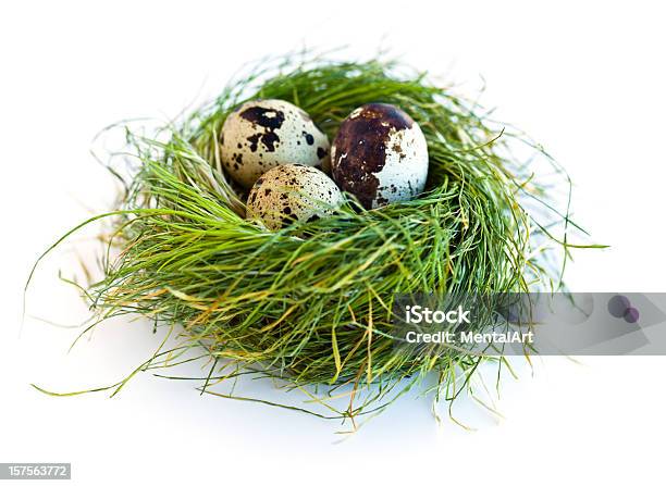 Huevos En Nest Foto de stock y más banco de imágenes de Color - Tipo de imagen - Color - Tipo de imagen, Fondo blanco, Fotografía - Imágenes