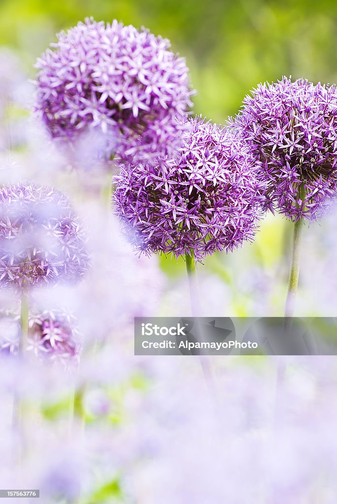 Allium'Globemaster'astratto-II - Foto stock royalty-free di Aglio - Liliacee