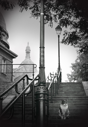 Lonely cat sitting on famous Monmartre stairs in Paris. Basilique Du Sacre Coeur is on the background.