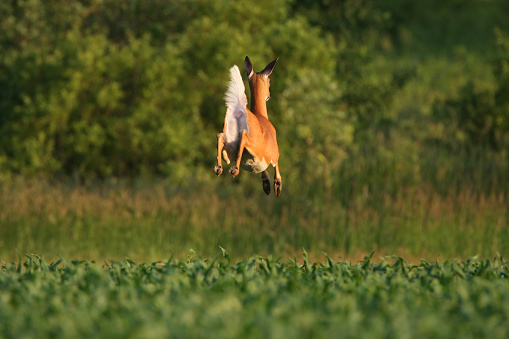 A white-tailed deer doe leaps through a mid-summer cornfield. Shot in early July the corn is approximately two feet tall, making this a good four to five foot jump. There is slight motion blur on the deer, please zoom to make certain this file fits your needs.