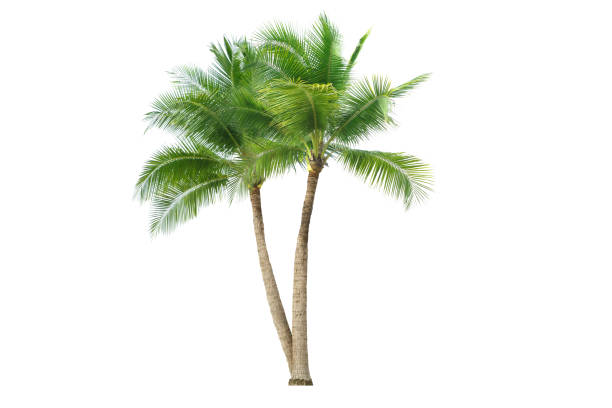 Coconut palm tree. Coconut palm tree isolated on white background. palm tree stock pictures, royalty-free photos & images